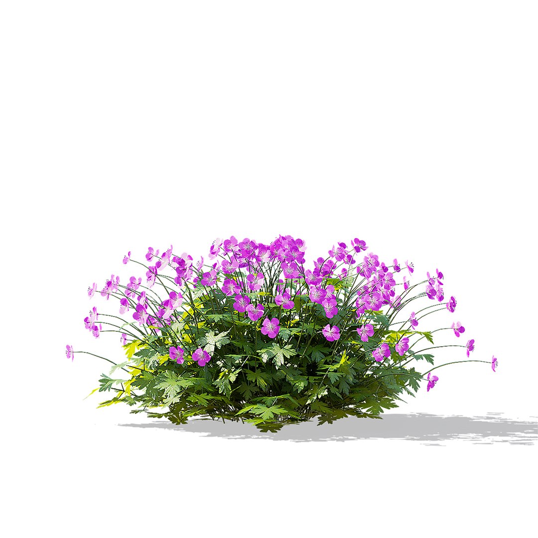 3D model Geranium cantabrigiense Cambridge flower 3D model https://p.turbosquid.com/ts-thumb/in/QSRqOE/G8/geranium_cambridge_view_15/jpg/1702320495/1920x1080/fit_q87/e54ef7dbc9583714bca964661b4570f6b8b01a4e/geranium_cambridge_view_15.jpg