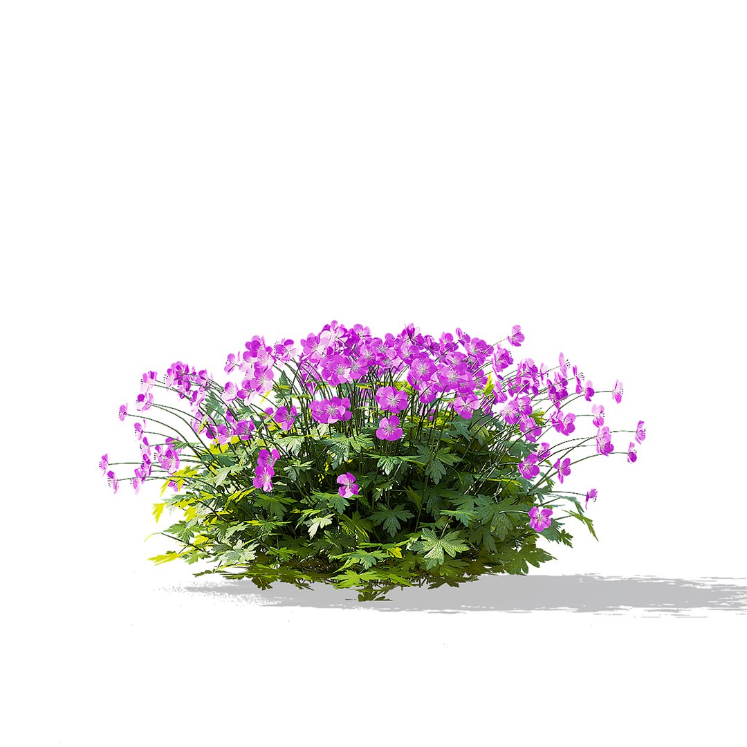 3D model Geranium cantabrigiense Cambridge flower 3D model https://p.turbosquid.com/ts-thumb/in/QSRqOE/PE/geranium_cambridge_view_17/jpg/1702320496/1920x1080/fit_q87/3876103e40e19c3a58abaa4ae33bd024df3ffec8/geranium_cambridge_view_17.jpg