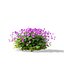 Geranium cantabrigiense Cambridge flower