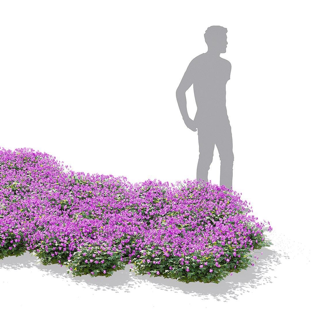 3D model Geranium cantabrigiense Cambridge flower 3D model https://p.turbosquid.com/ts-thumb/in/QSRqOE/VI/geranium_cambridge_view_18/jpg/1702320502/1920x1080/fit_q87/ffb5e071a08292eba9bcbac88b7a891494d50018/geranium_cambridge_view_18.jpg