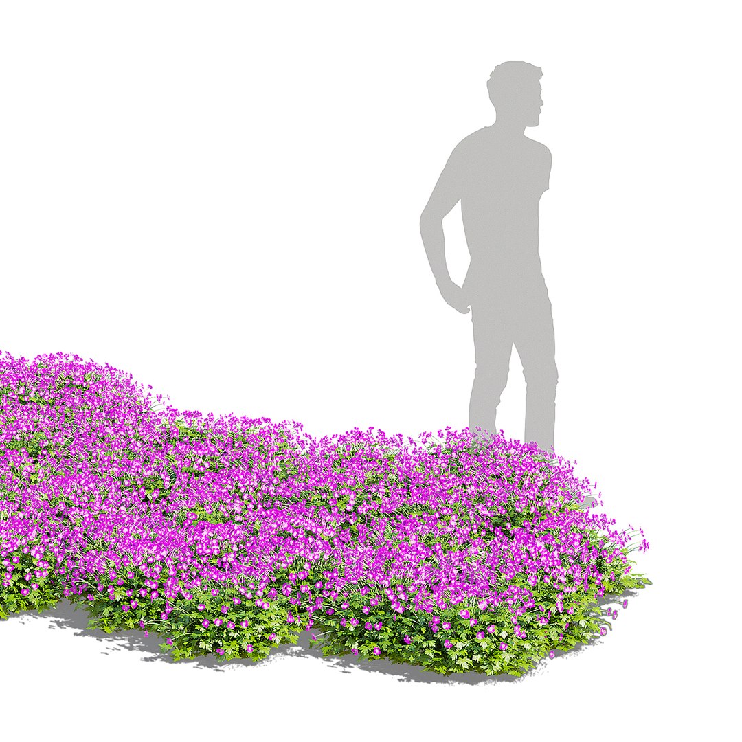 3D model Geranium cantabrigiense Cambridge flower 3D model https://p.turbosquid.com/ts-thumb/in/QSRqOE/be/geranium_cambridge_view_19/jpg/1702320497/1920x1080/fit_q87/007c333e5f2491b4c7f8011c5029674598b97928/geranium_cambridge_view_19.jpg