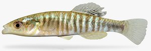 3D western banded killifish model