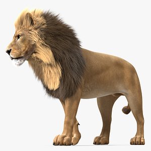 3D Lion Walking Pose Fur model