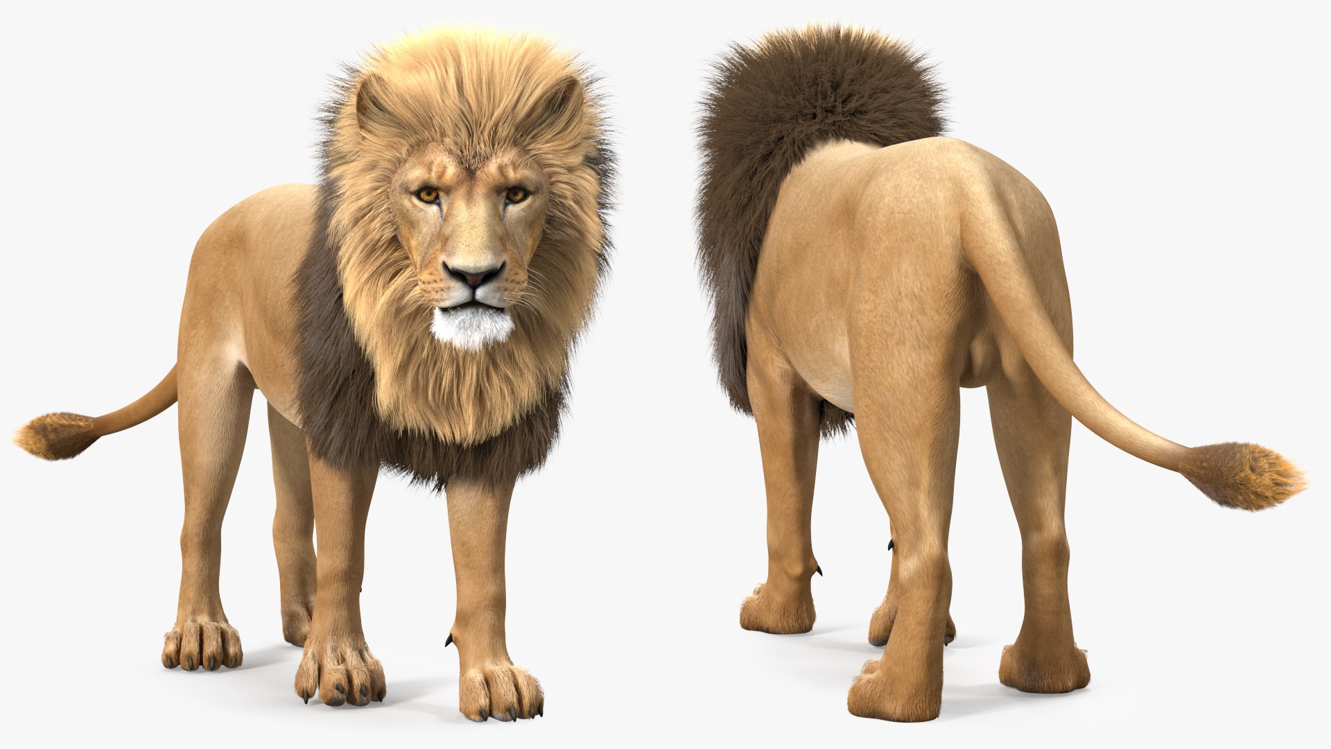 Lion Walking Pose Fur 3D model preview