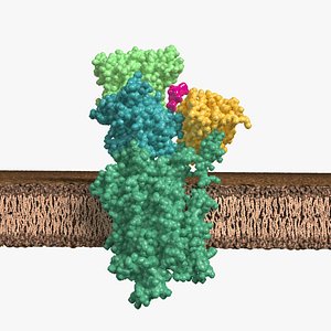 3D model cell membrane - animated calcium pump