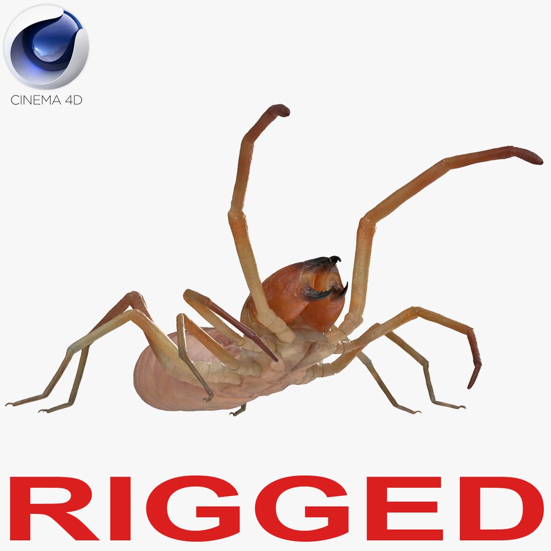 Camel Spider Rigged for Cinema 4D 3D Model 3D model preview