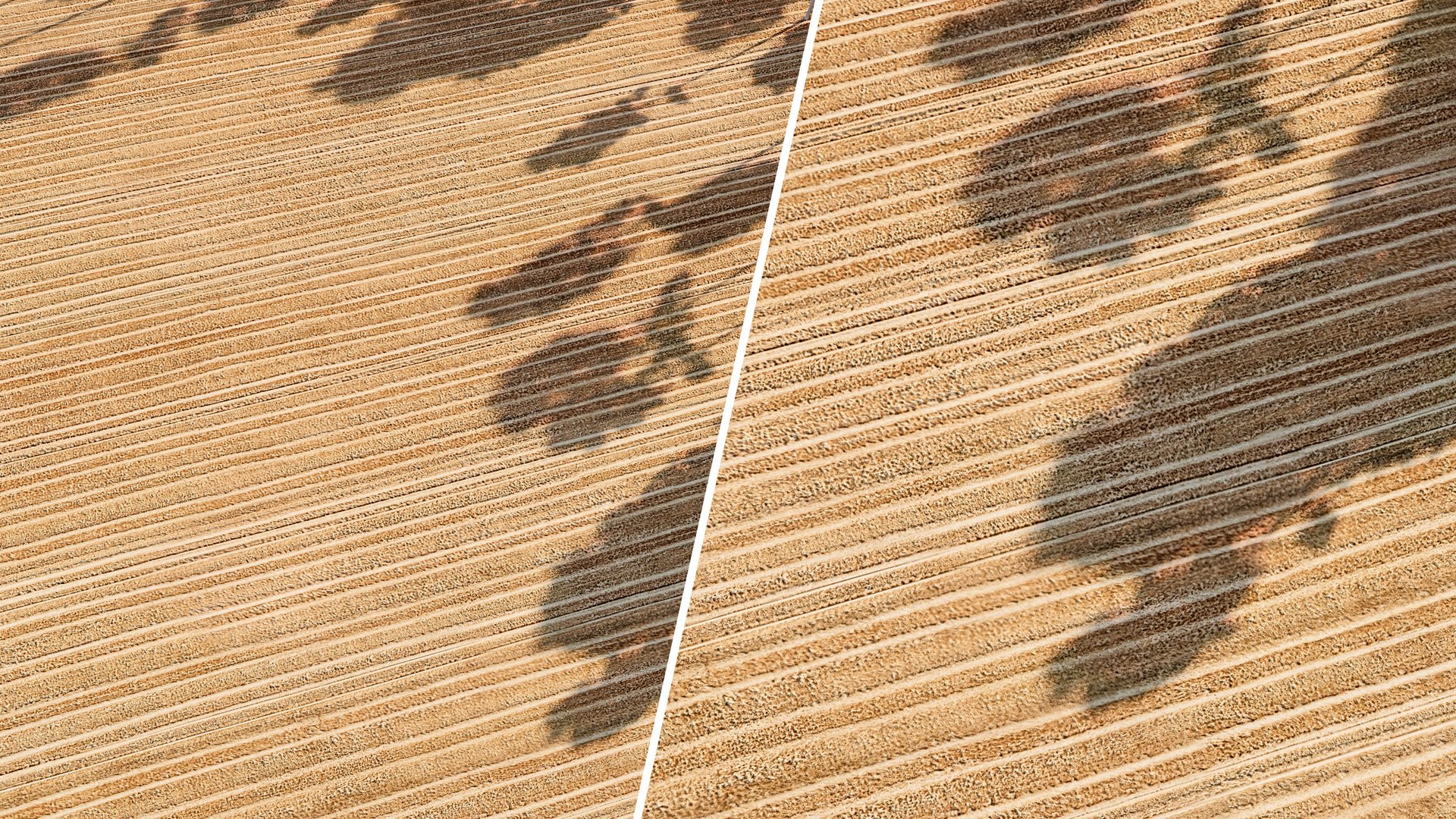 Seamless Field PBR Material - 16K 3D model https://p.turbosquid.com/ts-thumb/in/vpTyQu/ER/field_preview_stocks_6/jpg/1793112316/1920x1080/fit_q87/b035fad63db6dc6d53b2e120367e22b2bebb61ce/field_preview_stocks_6.jpg