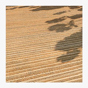 Seamless Field PBR Material - 16K