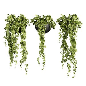 plant vol 1002 - Hanging - Araceae - Pothos 3D model