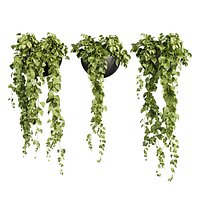 plant vol 1002 - Hanging - Araceae - Pothos