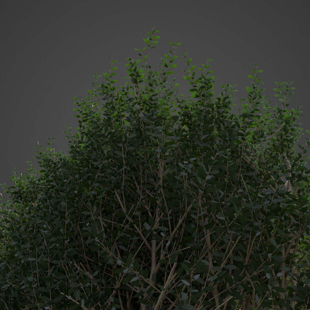 3D plants common boxwood hedges https://p.turbosquid.com/ts-thumb/in/zKaH1j/1H/ls03_backlit/jpg/1613070439/1920x1080/fit_q87/5a015ee329d7aceb5c5587c110963326fcff0bb8/ls03_backlit.jpg