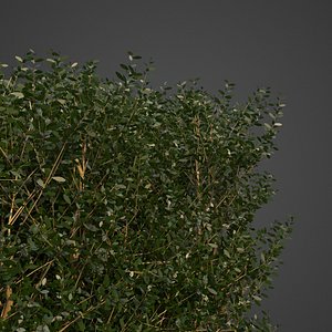 2021 PBR Common Boxwood Hedges Collection - Buxus Sempervirens Hedges