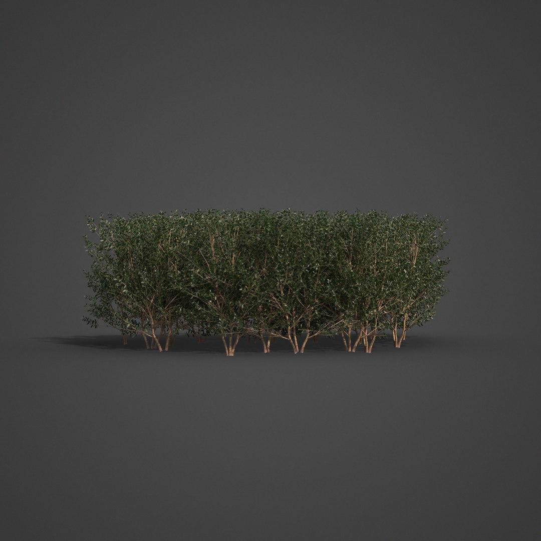 3D plants common boxwood hedges https://p.turbosquid.com/ts-thumb/in/zKaH1j/R3/ls03_01/png/1613070441/1920x1080/fit_q87/ecb170c6973637cd18040c78fe1f8c449154be49/ls03_01.jpg