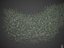 Collection de haies de buis commun PBR 2021 - Haies Buxus Sempervirens