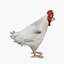 Frango