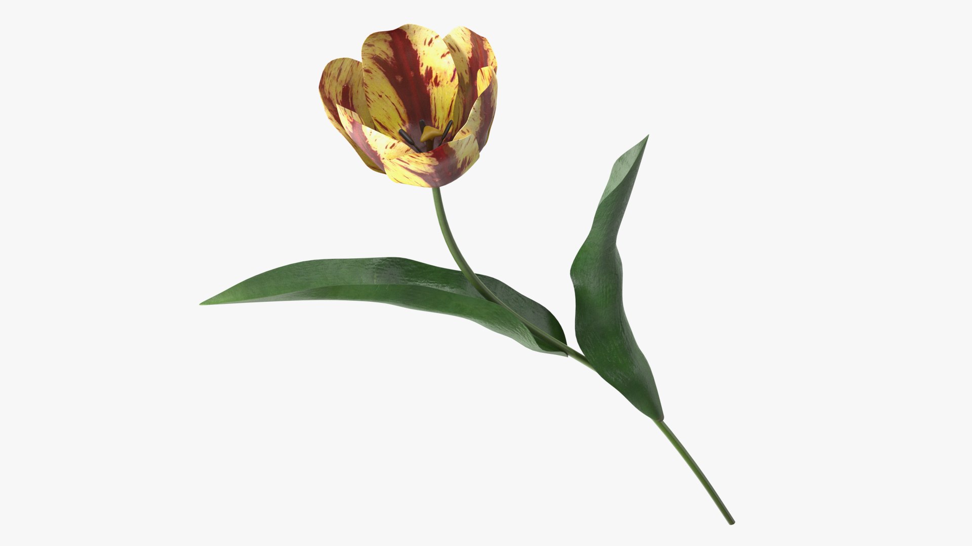 Blooming Banja Luka Tulip Flower 3D model preview