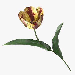 3D Blooming Banja Luka Tulip Flower