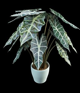 alocasia elephant ear