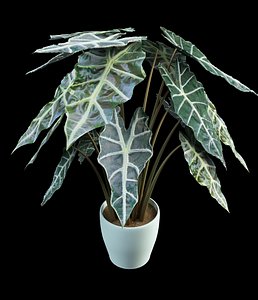 alocasia elephant ear