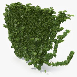 3D ivy plant nature