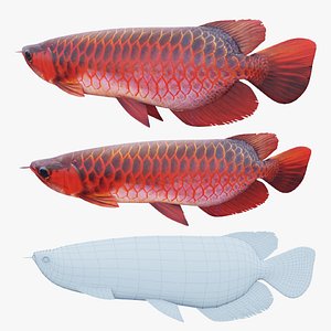 Red Dragon Fish 3D model