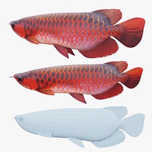 Red Dragon Fish