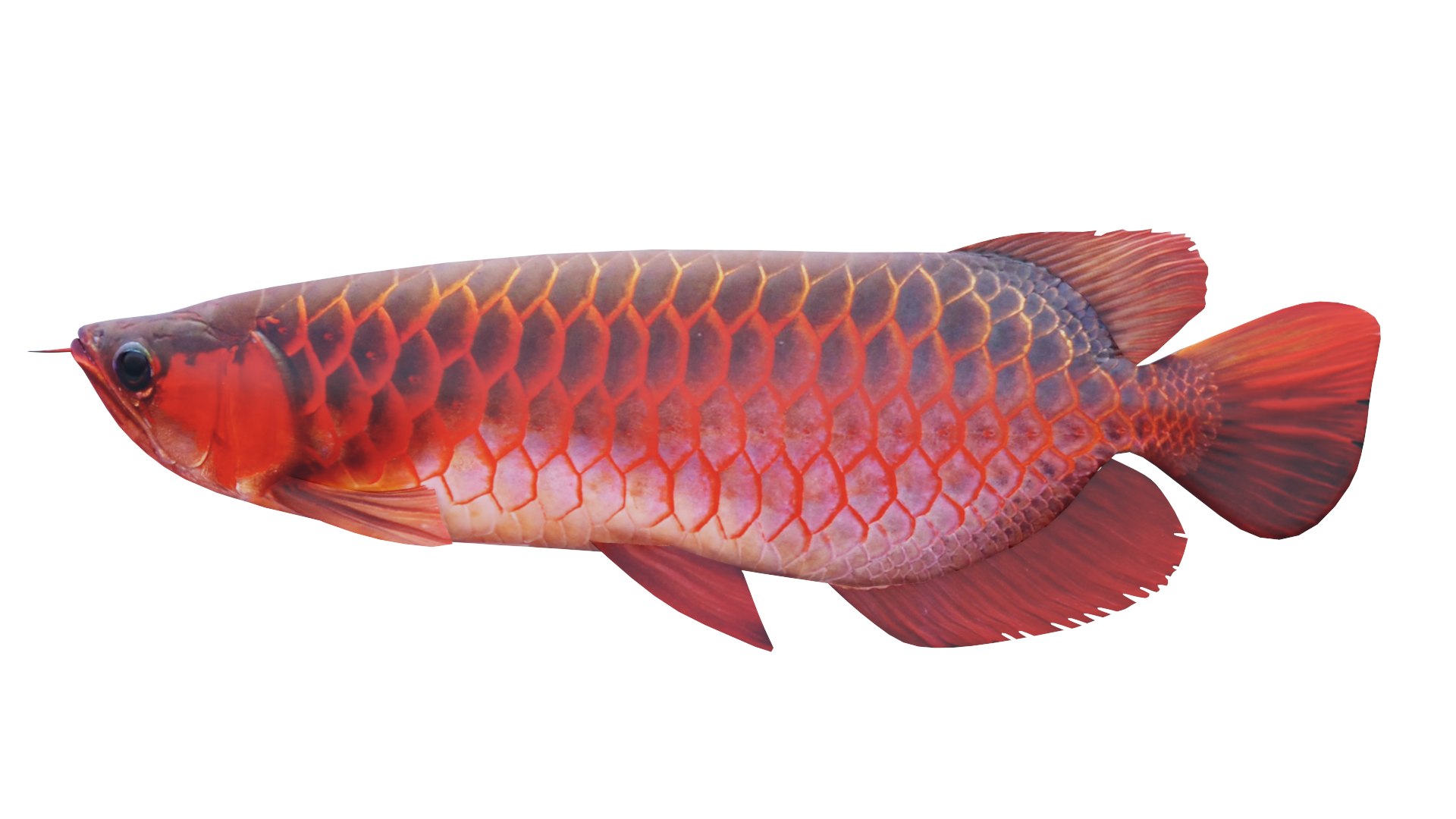 레드 드래곤 피쉬 3D 모델 - Turbosquid 1854122