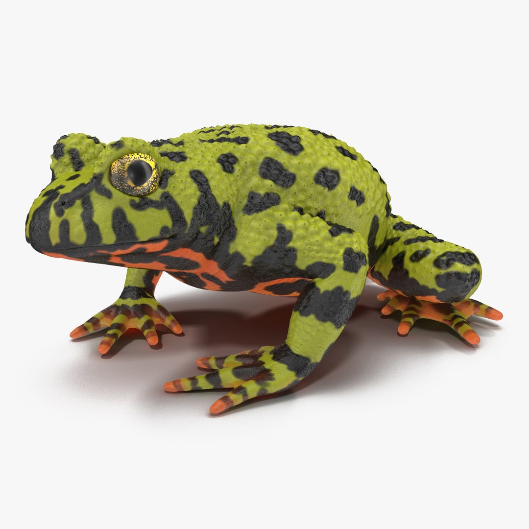 Fire Bellied Toad Frog Rigged 3D model preview