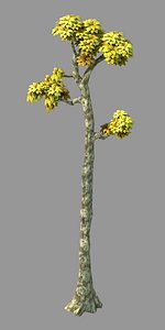 plant - poplar 03 3D model