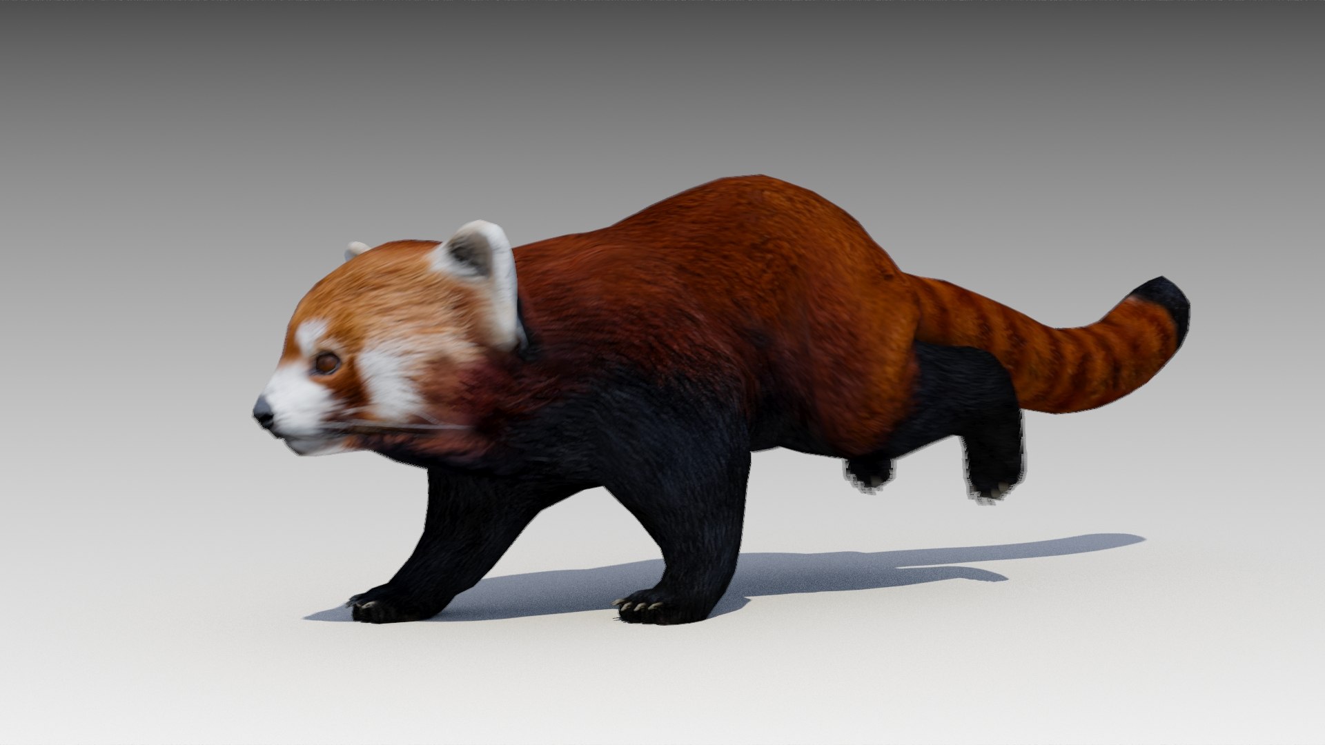 Red Panda Animations 3D Model - TurboSquid 1611946