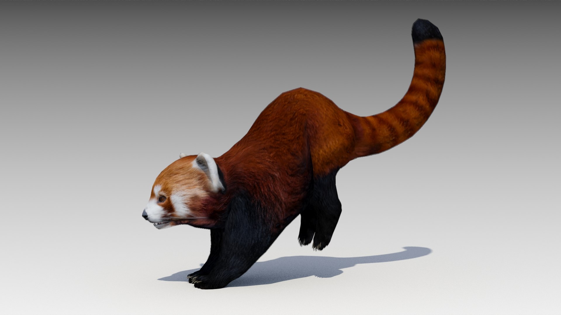 Red Panda Animations 3D Model - TurboSquid 1611946
