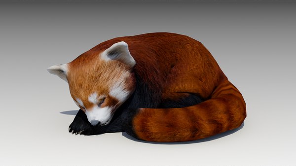 modelo 3d Panda rojo - TurboSquid 1611946