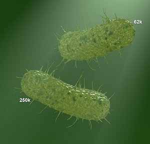 two models of flagellum bacteria 3D model