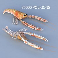 Lobster