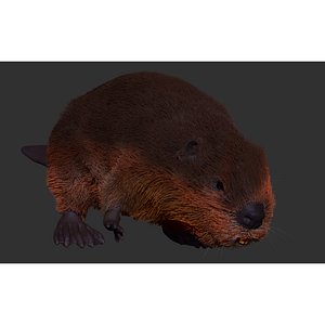 beaver 3D