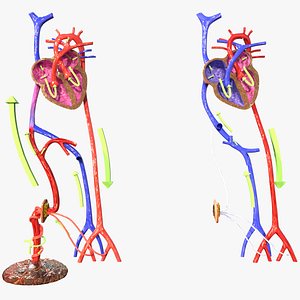 Fetal and adult blood circulation 3D model