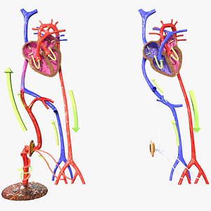 Fetal and adult blood circulation