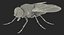 insects big 3D model