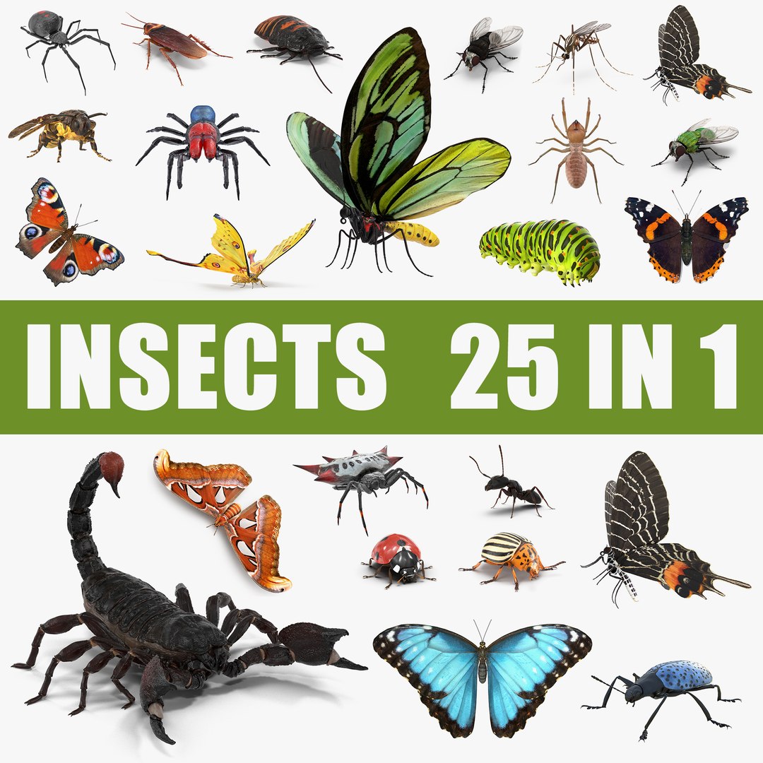 Insects Big 3D Models Collection 3D model preview