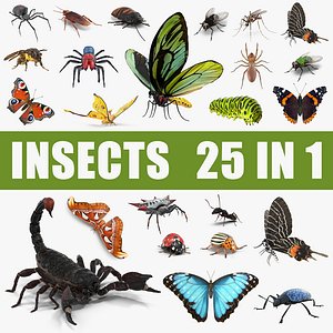 Insects Big 3D Models Collection