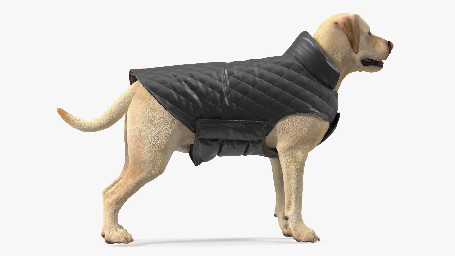 Labrador Wearing Black Coat 3D https://p.turbosquid.com/ts-thumb/ip/AnLWkG/3G/labradorwearingblackcoatc4dmodel006/jpg/1678706656/1920x1080/fit_q87/5087debdc534257bb932a4e92843c7e24ae67ad2/labradorwearingblackcoatc4dmodel006.jpg