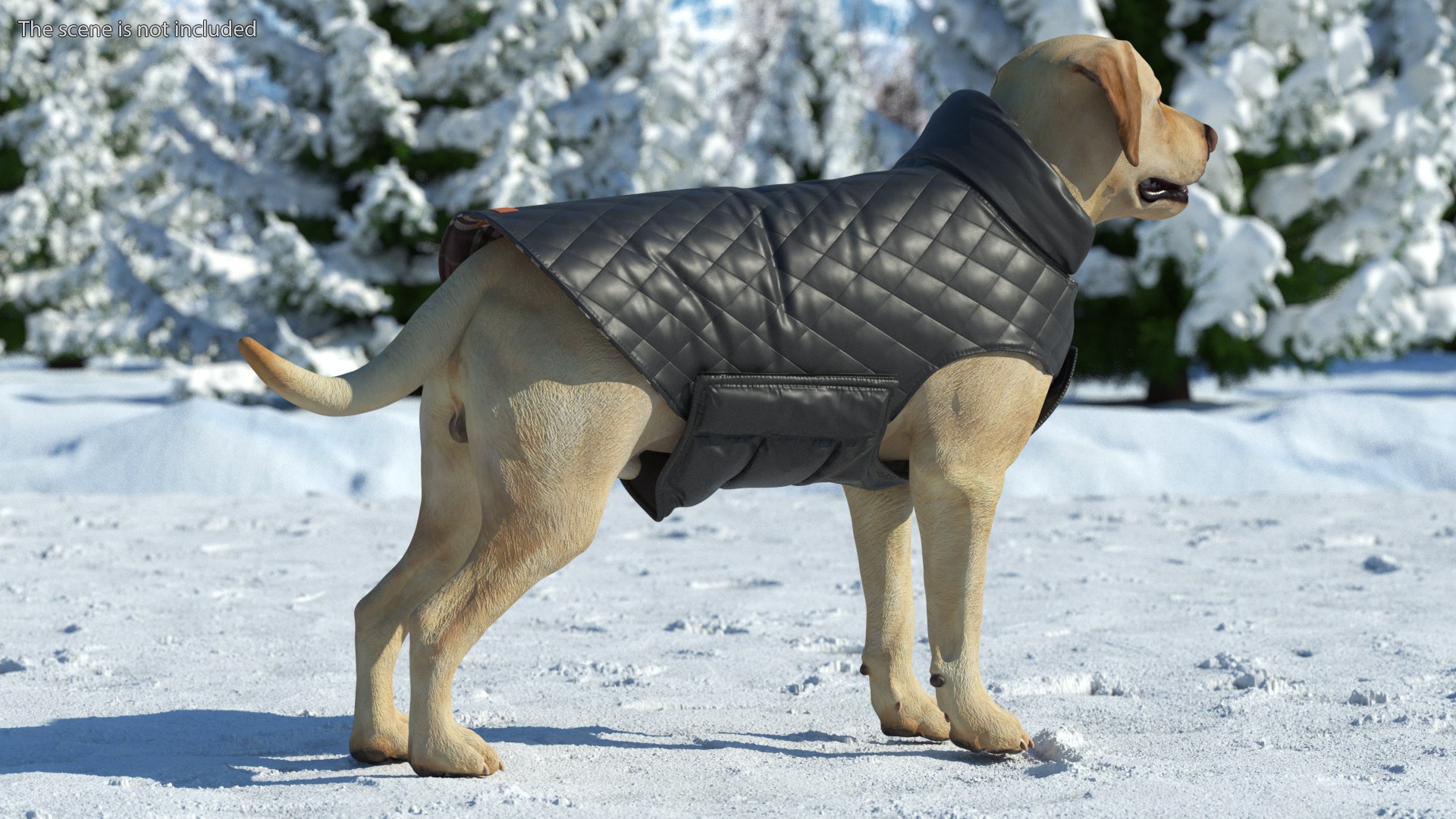 Labrador Wearing Black Coat 3D https://p.turbosquid.com/ts-thumb/ip/AnLWkG/9e/labradorwearingblackcoatc4dmodel003/jpg/1678706644/1920x1080/fit_q87/5cc51af4ea785f78f7e7463a0099ff2256116fd9/labradorwearingblackcoatc4dmodel003.jpg