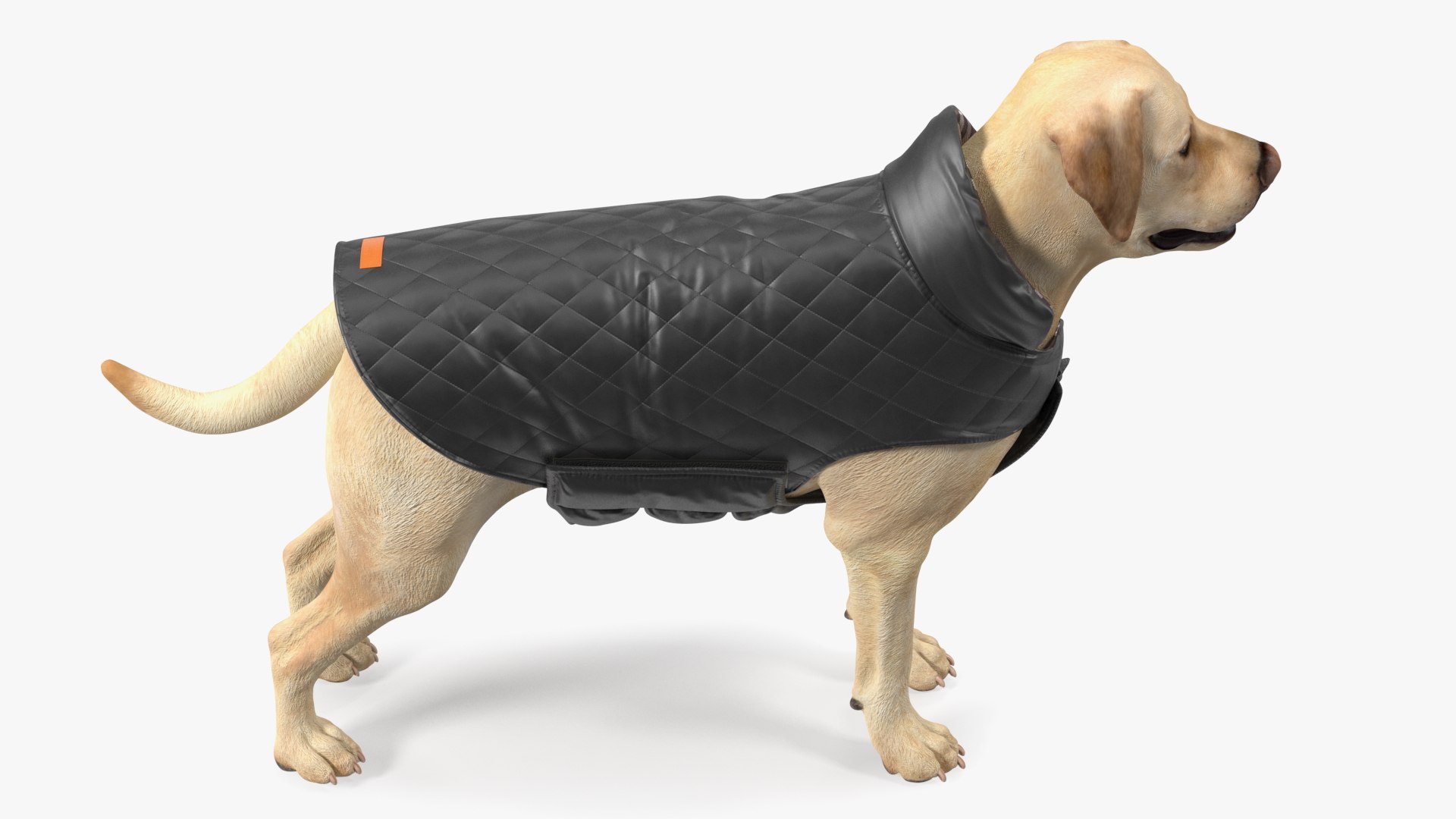 Labrador Wearing Black Coat 3D https://p.turbosquid.com/ts-thumb/ip/AnLWkG/Dw/labradorwearingblackcoatc4dmodel008/jpg/1678706662/1920x1080/fit_q87/47d8f06dd4503f05f7a2d78f5d4ef9e1da861e1c/labradorwearingblackcoatc4dmodel008.jpg