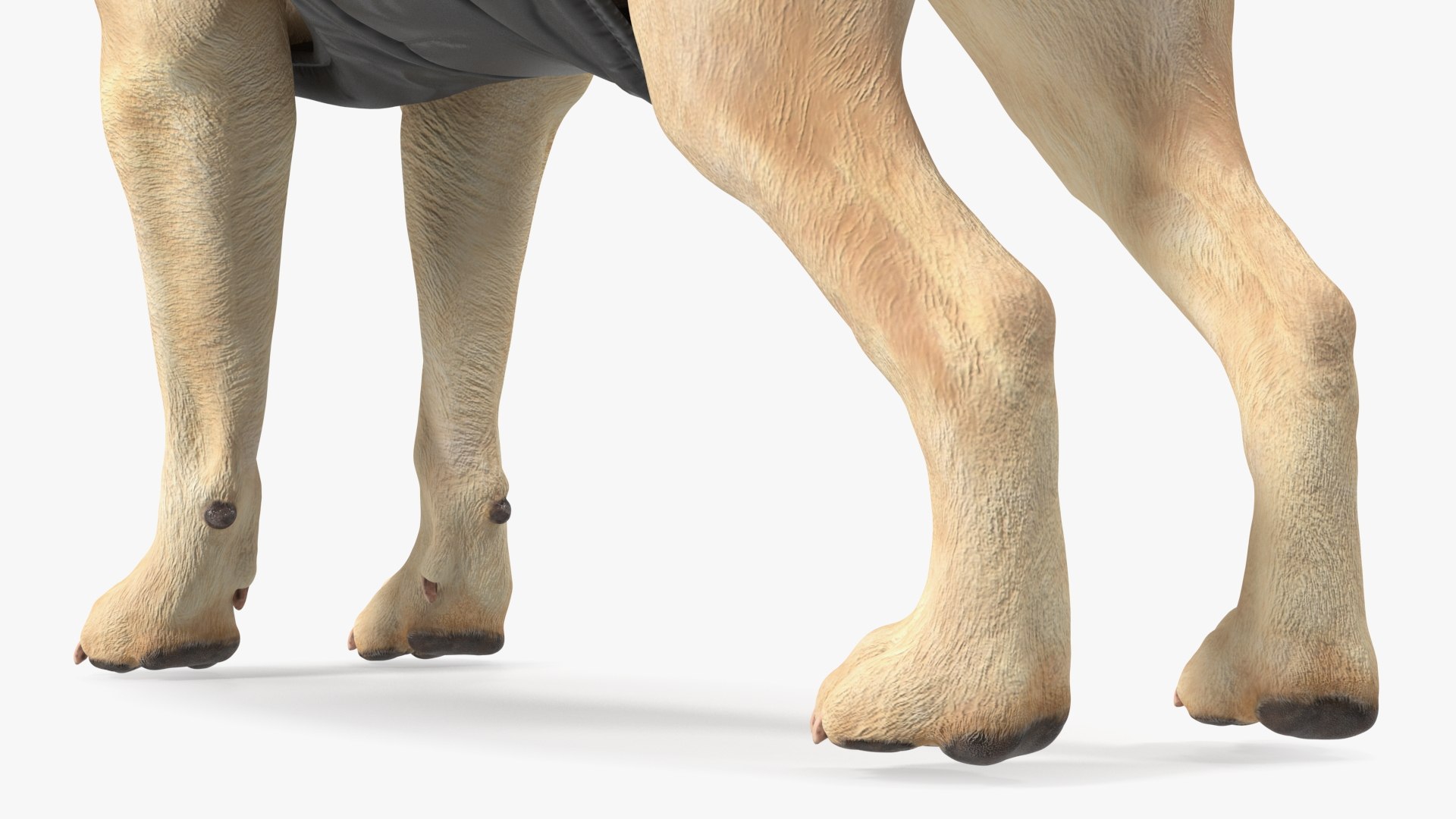 Labrador Wearing Black Coat 3D https://p.turbosquid.com/ts-thumb/ip/AnLWkG/Hj/labradorwearingblackcoatc4dmodel014/jpg/1678706680/1920x1080/fit_q87/63d89f26727c85a2d20e5f13666e74bea10f0418/labradorwearingblackcoatc4dmodel014.jpg