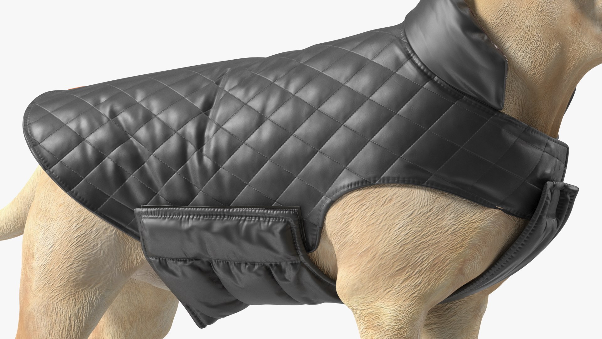 Labrador Wearing Black Coat 3D https://p.turbosquid.com/ts-thumb/ip/AnLWkG/Hz/labradorwearingblackcoatc4dmodel009/jpg/1678706665/1920x1080/fit_q87/2d8e20a0a8bf9648bf39dcda0adb9f69207a42e0/labradorwearingblackcoatc4dmodel009.jpg