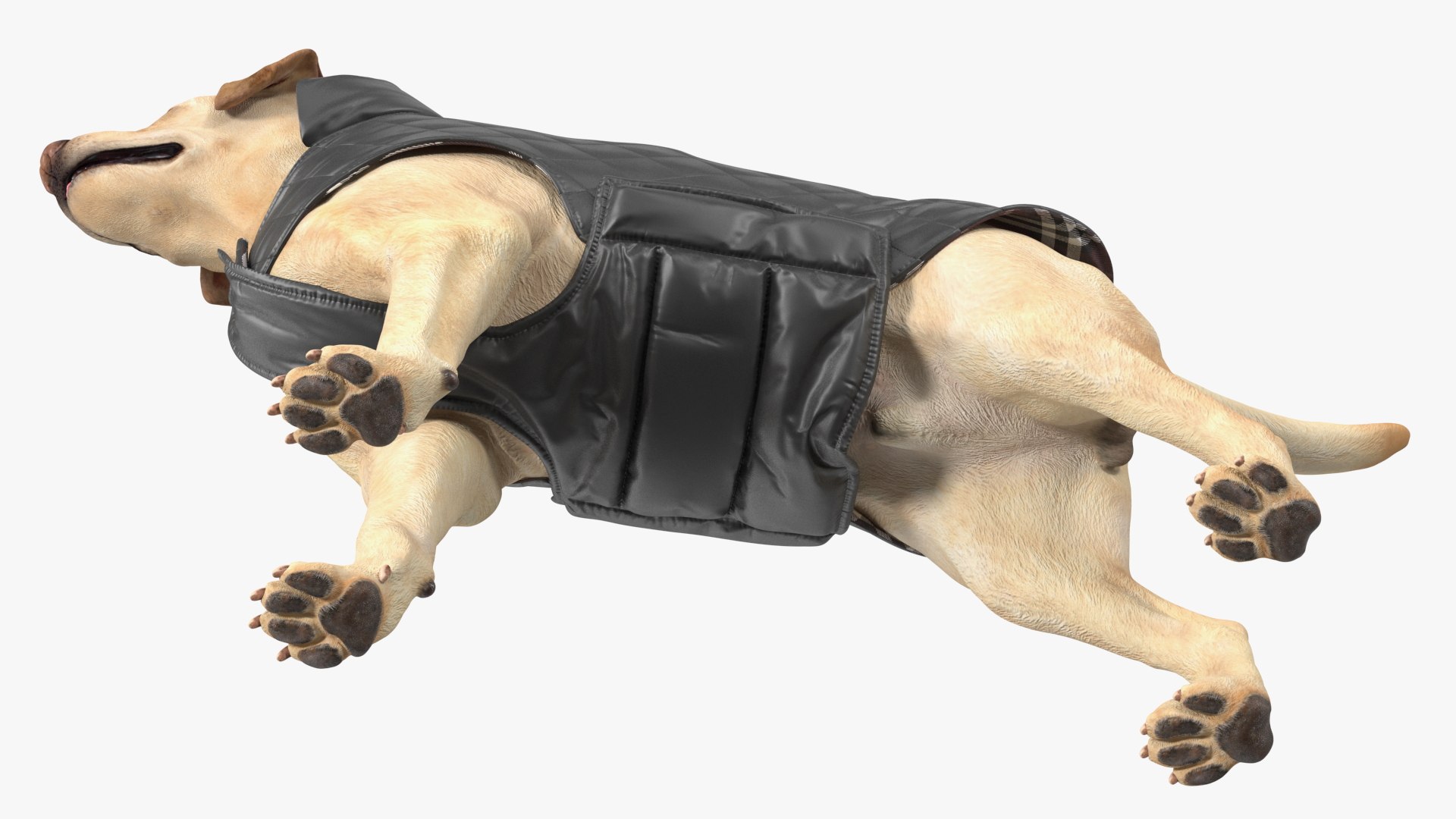 Labrador Wearing Black Coat 3D - TurboSquid 2040401