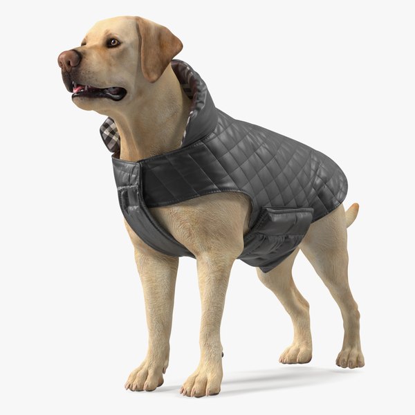 Labrador Wearing Black Coat 3D