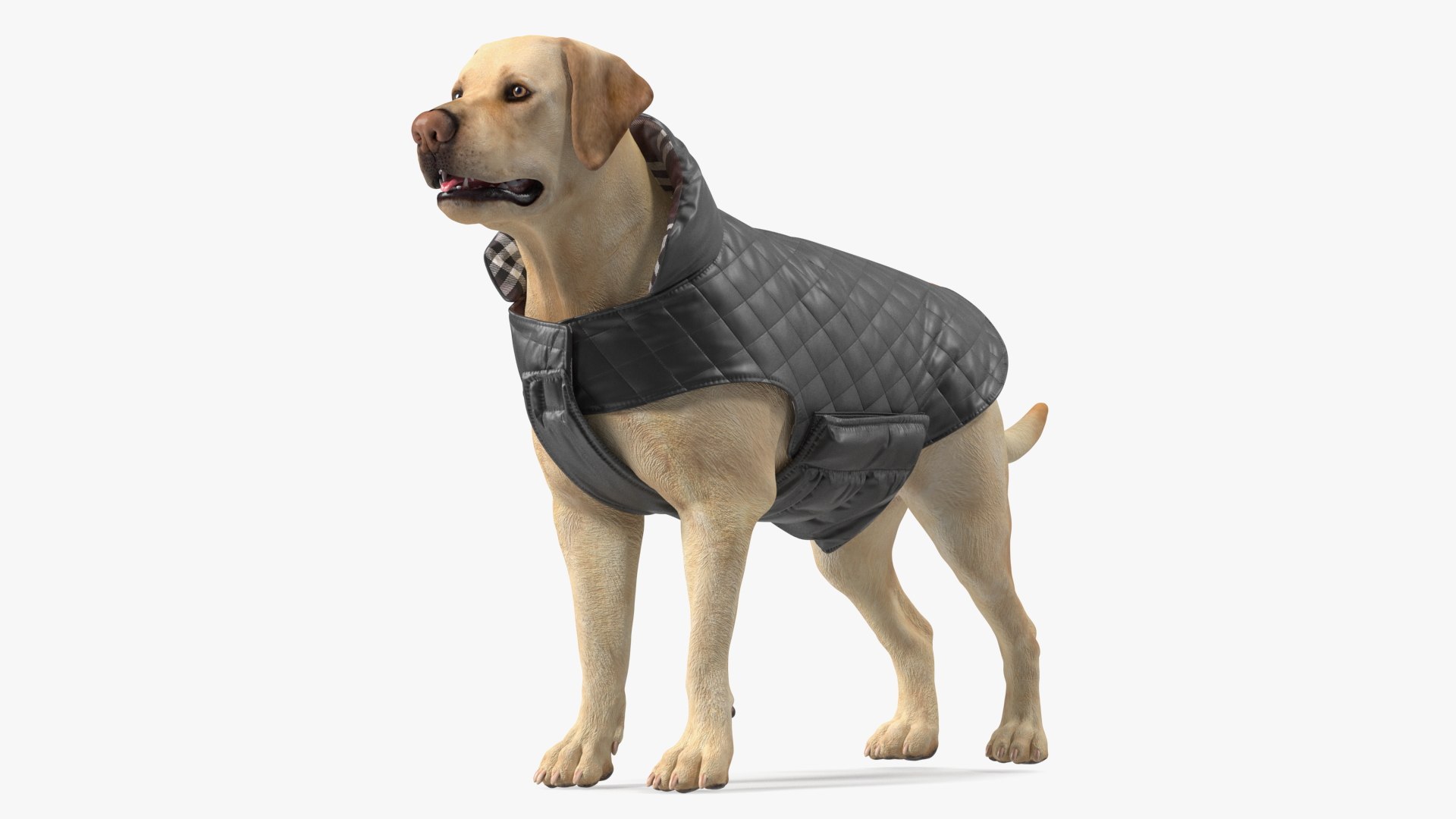 Labrador Wearing Black Coat 3D model preview