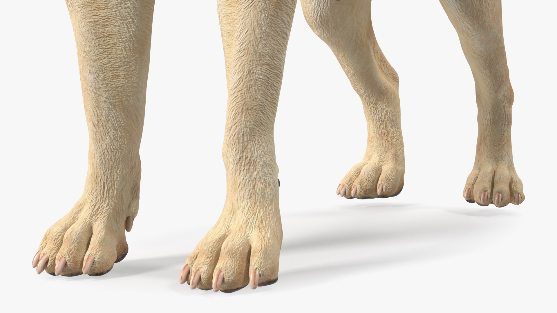 Labrador Wearing Black Coat 3D - TurboSquid 2040401