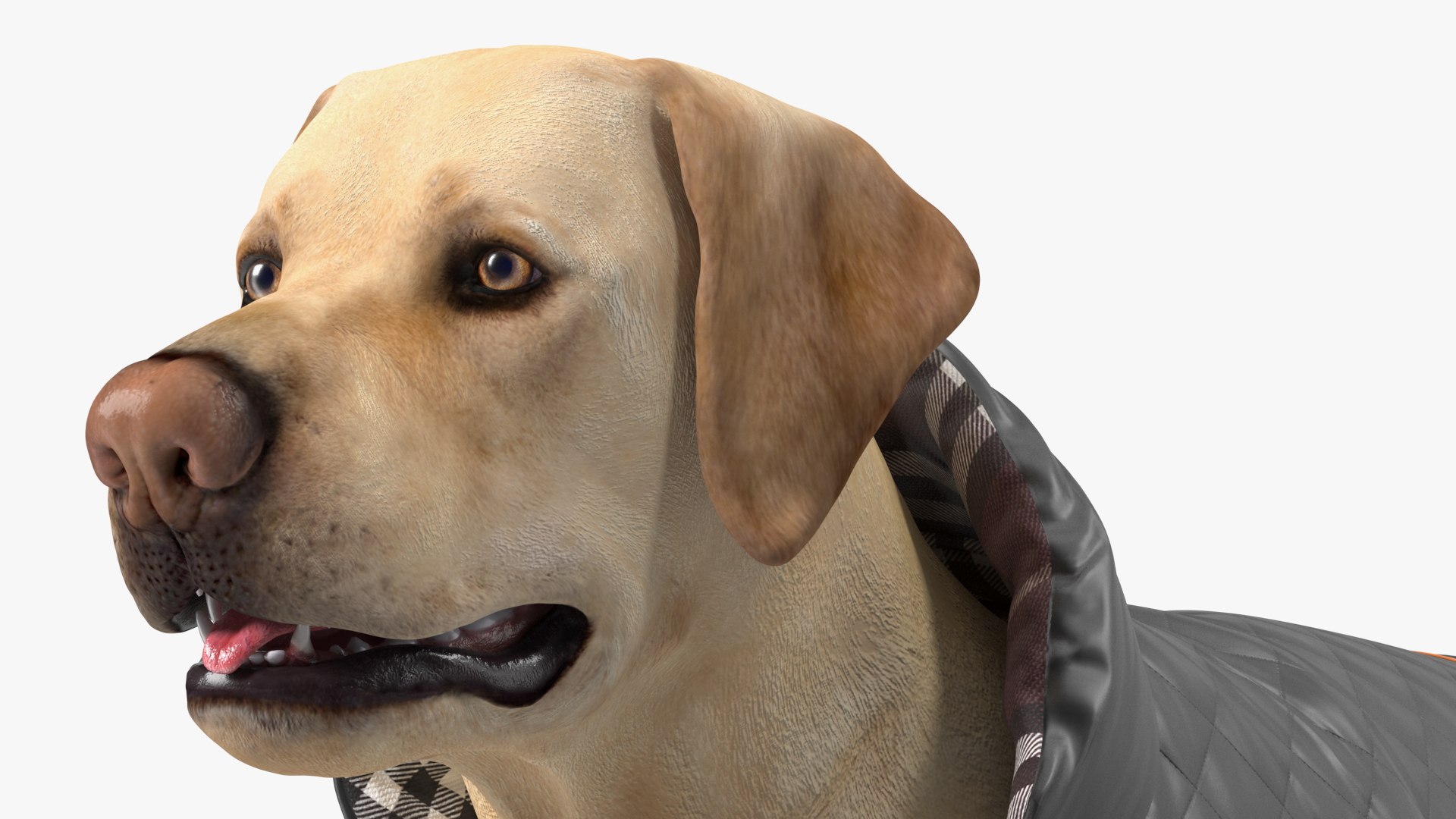 Labrador Wearing Black Coat 3D https://p.turbosquid.com/ts-thumb/ip/AnLWkG/pm/labradorwearingblackcoatc4dmodel012/jpg/1678706674/1920x1080/fit_q87/e7e2b00d5d8b0a1e8d09d251c04b173669967e1e/labradorwearingblackcoatc4dmodel012.jpg